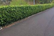 Shelter Hedging Laurel 4 ft just 5 euro