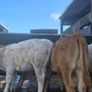 7 suckler bred heifers Image 9