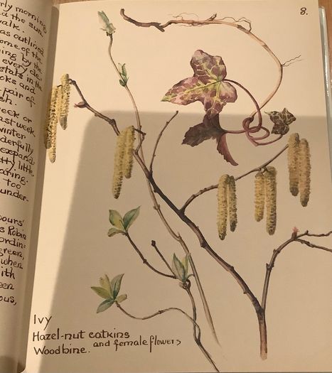 The Country Diary of an Edwardian Lady by Edith Holden