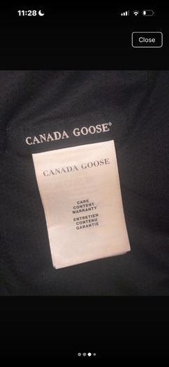 canada goose