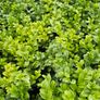 Privet Hedging Image 3