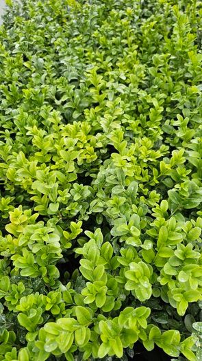 Privet Hedging