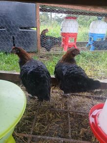 poultry