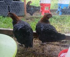 poultry