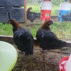 poultry