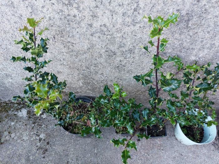 Holly Hedging