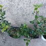 Holly Hedging Image 4