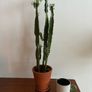 Euphorbia "cowboy" cactus Image 2