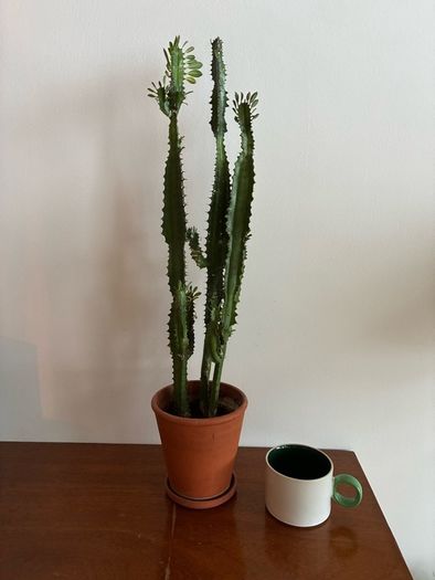 Euphorbia "cowboy" cactus