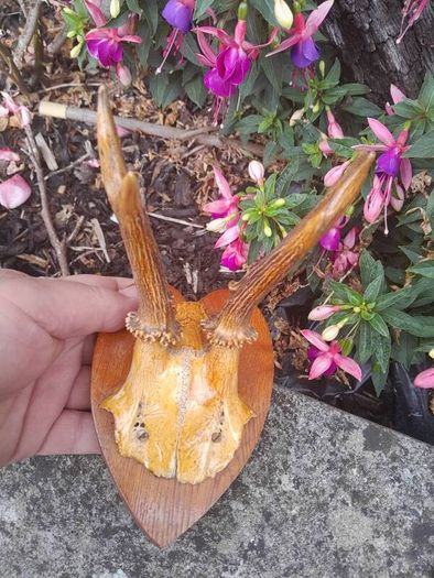 vintage hunting trophy