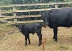 Five Star Organic AA Heifer with calf