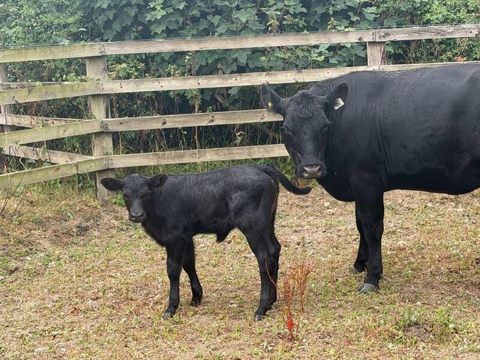 Five Star Organic AA Heifer with calf