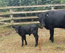 Five Star Organic AA Heifer with calf