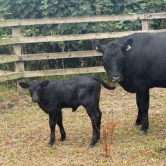 Five Star Organic AA Heifer with calf