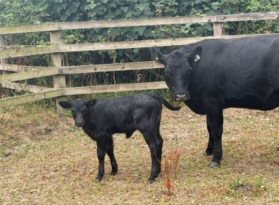 Five Star Organic AA Heifer with calf
