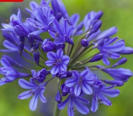 Agapanthus Plants