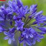 Agapanthus Plants Image 5