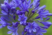 Agapanthus Plants