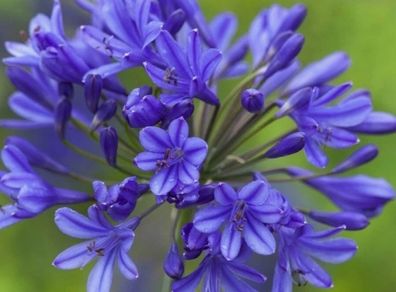 Agapanthus Plants