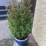 plants Image 3