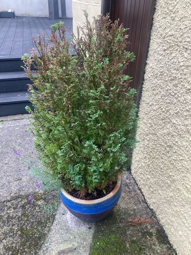 plants