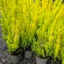 Heathers, Alberts Gold Image 2