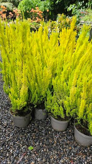 Heathers, Alberts Gold