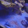 Fish Image 3