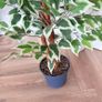 Artificial Weeping Fig Tree 120cm Height Image 2