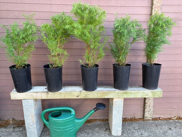 Cryptomeria japonica Elegans (Japanese Cedar)