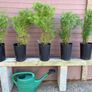 Cryptomeria japonica Elegans (Japanese Cedar) Image 5