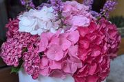 Hydrangea