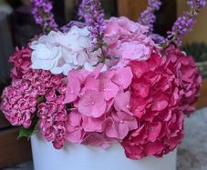 Hydrangea