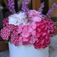 Hydrangea