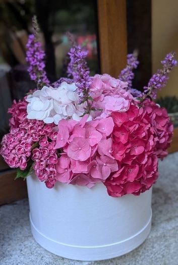 Hydrangea