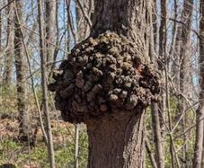 Tree burls/burrs