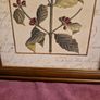 Framed Botanical print - Coffee tree Image 3