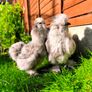 Hens. 2 American Silky hens ( price  is for two Hens) Image 2