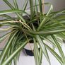 Spider plant with ceramic pot Image 4