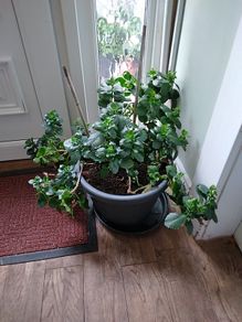 House plant