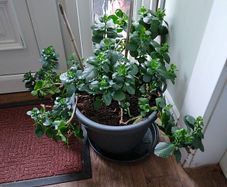House plant