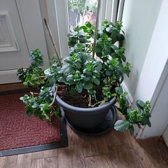 House plant