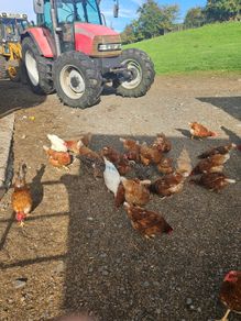 poultry chickens