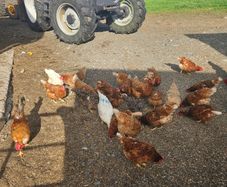 poultry chickens