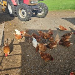 poultry chickens