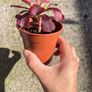 plant Image 3