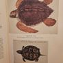 The First Colonists. Hakluyt's Voyage To North America. Introduction By A.l.rowse. All 16 Watercolours By John White. First Edition Second Print Large Volume Hardback In Good Condition   See Photos For Same. Image 10