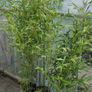 Bamboo Bissetii Image 5