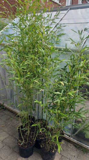 Bamboo Bissetii