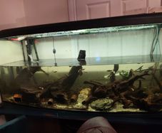 Selling 450-liter aquarium with stand, filter, heater, lighting unit, rocks, 4 pieces of wood, and 2 wave pumps